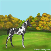 Horse Color:White Spotted Black Mushroom Snowflake Varnish 
