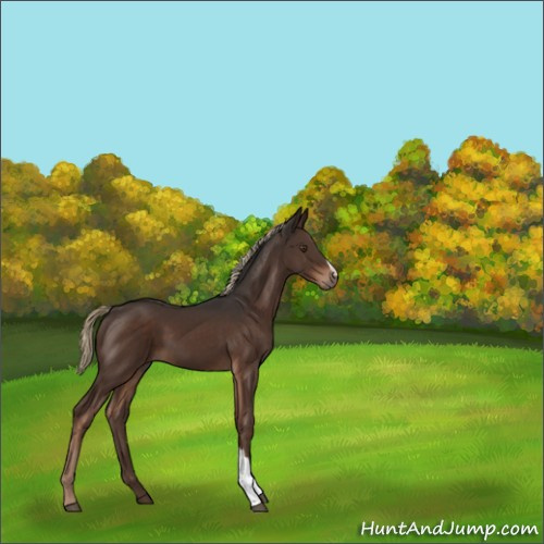 Horse Color:Liver Chestnut 