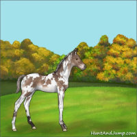 Horse Color:White Spotted Silver Brown Dun Mushroom Brindle 