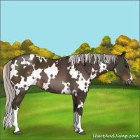 Horse Color:White Spotted Silver Brown 