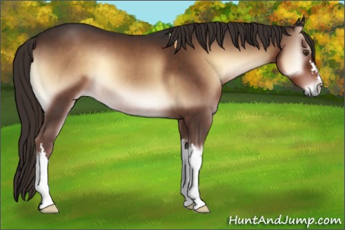 Horse Color:Liver Red Onyx