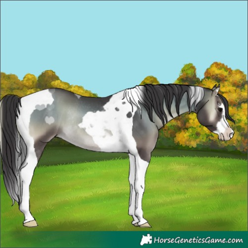 Horse Color:Smoky Blue Onyx Splash Tobiano Rabicano