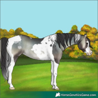 Horse Color:Smoky Blue Onyx Splash Tobiano Rabicano 