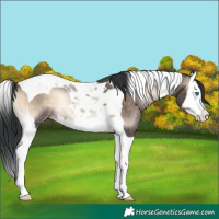 Horse Color:Brown Onyx Splash Tobiano Rabicano