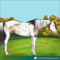 Horse Color:Brown Onyx Splash Tobiano Rabicano 