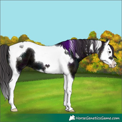 Horse Color:White Spotted Midnight Smoky Blue Onyx Ice Splash Tobiano 