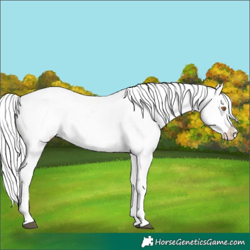 Horse Color:Buckskin Chinchilla Ice Onyx Tobiano Near Leopard 