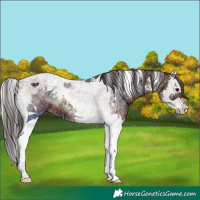 Horse Color:Bay Ice Onyx Splash Tobiano
