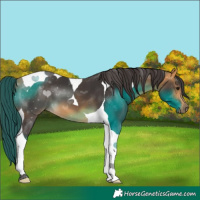 Horse Color:Buckskin Tobiano