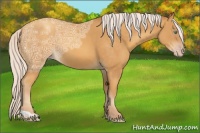 Horse Color:Silver Sable Cream Champagne Ice 