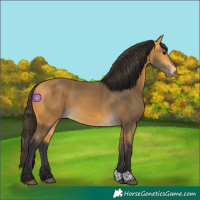Horse Color:Buckskin 