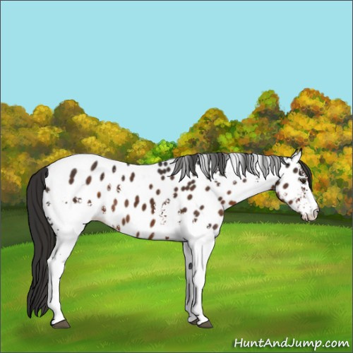 Horse Color:White Spotted Liver Chestnut Near Leopard 