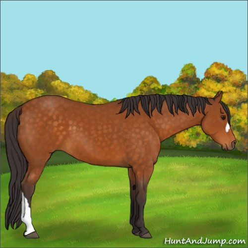 Horse Color:Buckskin 
