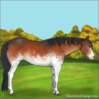 Horse Color:White Spotted Bay 