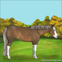 Horse Color:Chocolate Palomino Splash 
