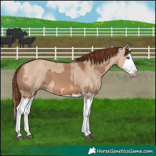 Horse Color:Red Dun Splash  and Red Dun Splash Rabicano 
