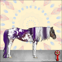 Horse Color:White Spotted Bay Tobiano 