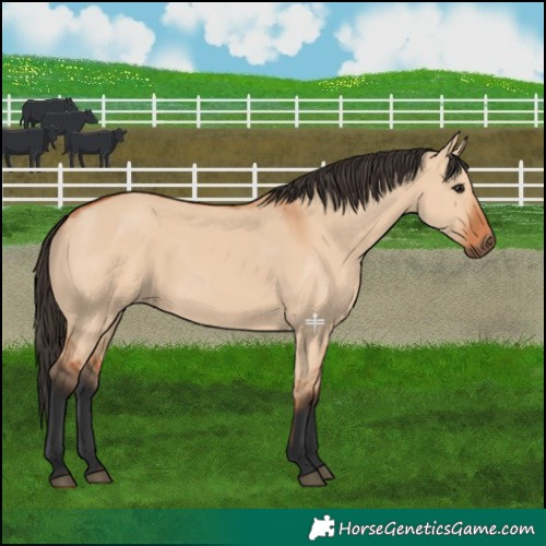 Horse Color:Bay Dun 