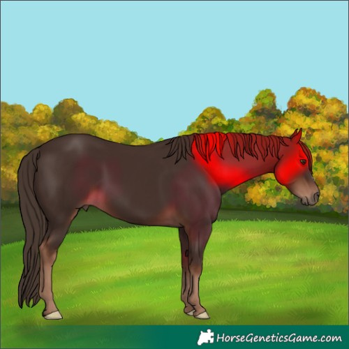 Horse Color:Liver Chestnut 