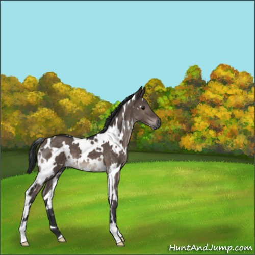 Horse Color:White Spotted Brown Dun Mushroom 