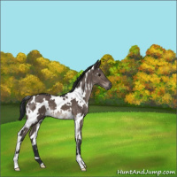 Horse Color:White Spotted Brown Dun Mushroom 