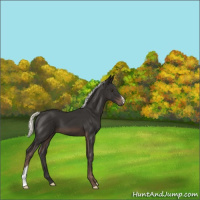 Horse Color:Liver Chestnut Mushroom 