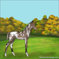 Horse Color:White Spotted Silver Brown Dun Mushroom Appaloosa 