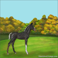 Horse Color:Liver Chestnut Mushroom Appaloosa 