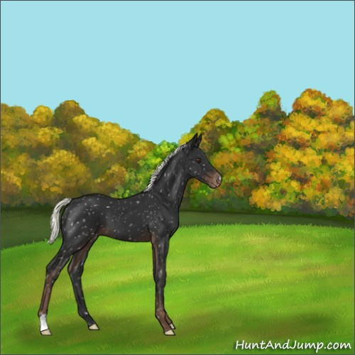 Horse Color:Liver Chestnut Mushroom Appaloosa