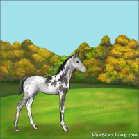 Horse Color:White Spotted Brown Dun Mushroom Appaloosa 