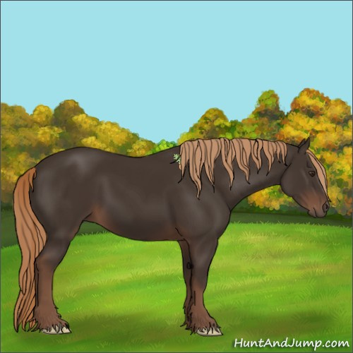 Horse Color:Liver Chestnut 