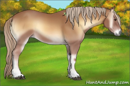 Horse Color:Red Onyx