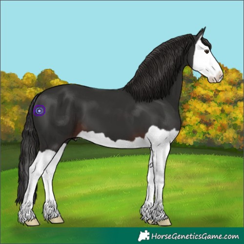 Horse Color:Liver Chestnut Splash
