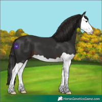Horse Color:Liver Chestnut Splash 