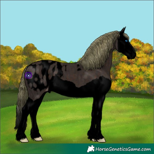 Horse Color:Void Liver Chestnut Splash Appaloosa