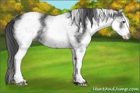 Horse Color:White Spotted Black Rabicano 