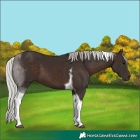 Horse Color:Silver Brown Tobiano 
