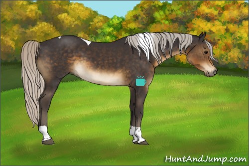 Horse Color:Silver Smoky Black Tobiano 