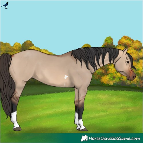 Horse Color:Bay Dun Tobiano Rabicano 