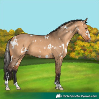 Horse Color:White Spotted Bay Dun