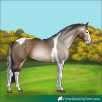 Horse Color:Gray Brown Dun Splash Tobiano Rabicano