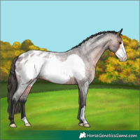 Horse Color:Brown Roan Frame Appaloosa 