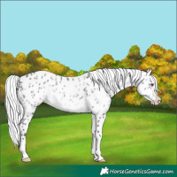 Horse Color:Silver Brown Chinchilla Appaloosa 
