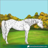 Horse Color:Silver Brown Chinchilla Appaloosa 
