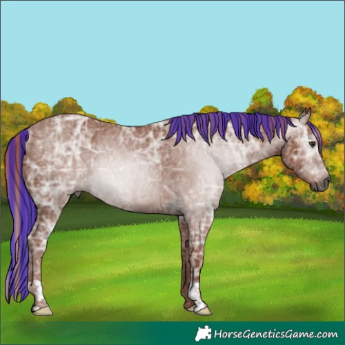 Horse Color:Gray Painted Chestnut Ice Rabicano 