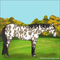 Horse Color:Smoky Grullo Appaloosa 