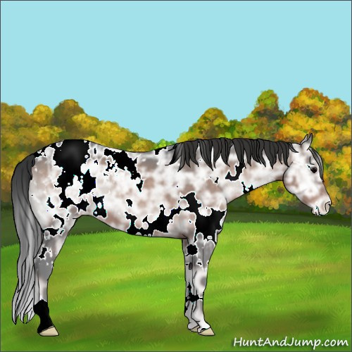 Horse Color:White Spotted Brown Ice Onyx Appaloosa 