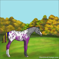 Horse Color:Painted Black Ice Appaloosa 