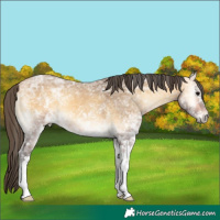Horse Color:White Spotted Buckskin Ice Roan Onyx 