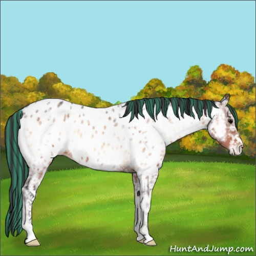 Horse Color:Painted White Spotted Bay Ice Onyx Appaloosa 